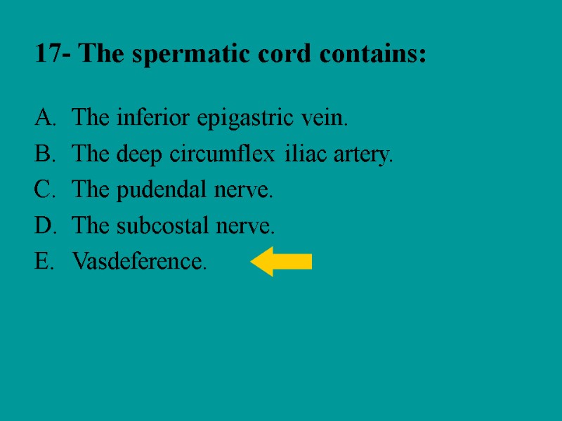 17- The spermatic cord contains: The inferior epigastric vein. The deep circumflex iliac artery.